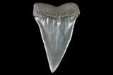 Fossil Mako Shark Tooth - Georgia #75231-1